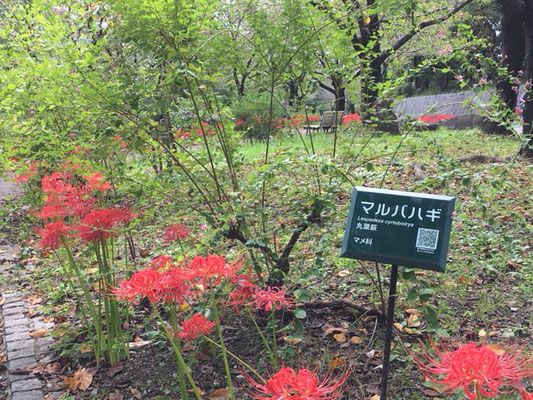 荒子川公園の花・植物_001