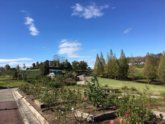 市民四季の森_季節の花・植物_001