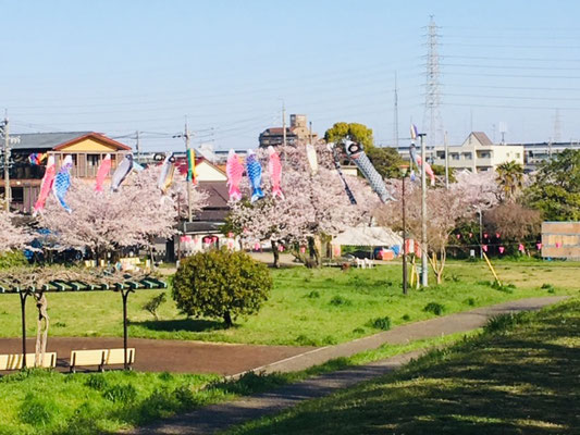 蛇池公園の桜_005