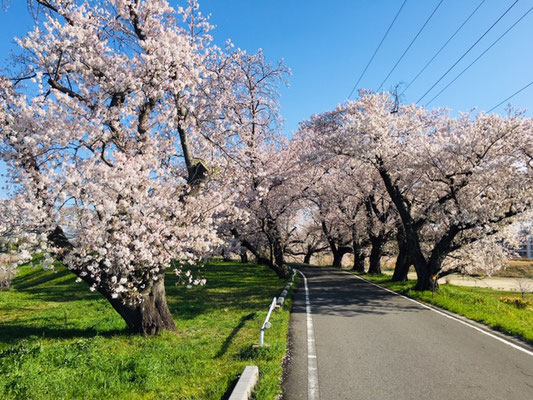 蛇池公園の桜_010