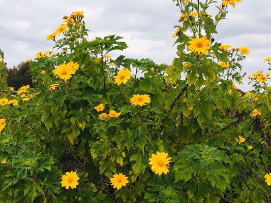 木曽三川公園センター＿季節の花・植物＿001