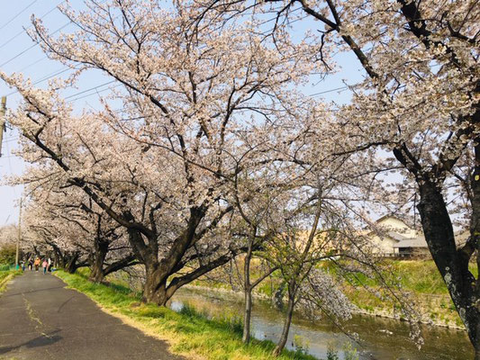 五条川＿岩倉桜まつり＿004