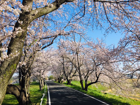 蛇池公園の桜_006