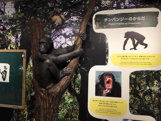 東山動植物園＿ゴリラ・チンパンジー舎_004