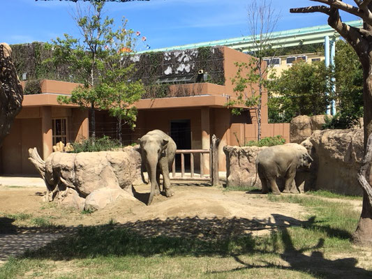 東山動植物園＿本園_ゾウ