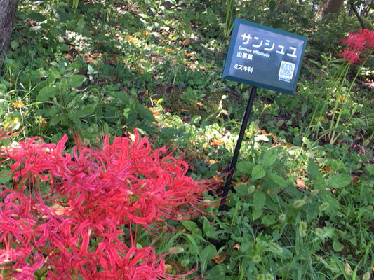 荒子川公園の花・植物_005