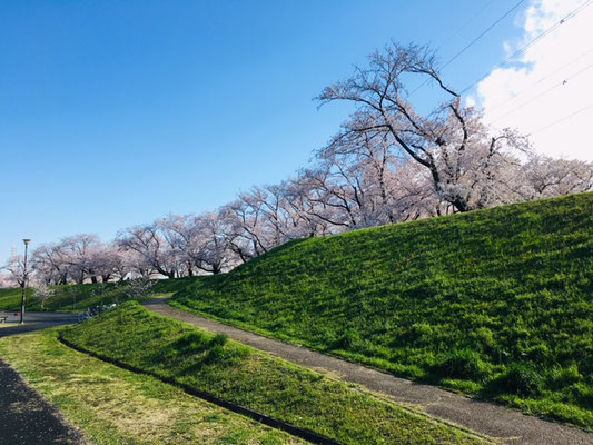 蛇池公園の桜_002