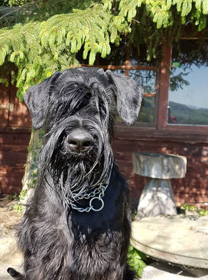 Riesenschnauzer schwarz Stablemaster's Sabrina geb. 14.04.2017 genannt Sumi DNA DCM Test clear, DNA PRA-PRCD Test clear, HDA1, ED0, vorläufig frei von erblichen Augenkrankheiten,