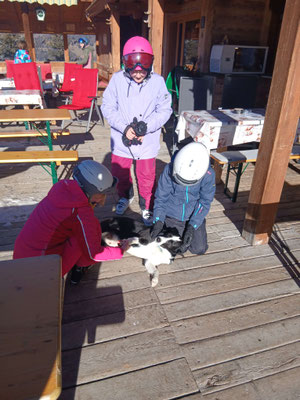 Streicheleinheiten auf der Kuenzer Alm