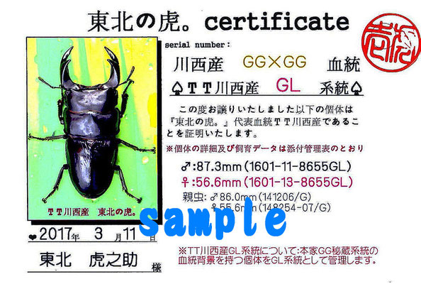 東北の虎 - 東北の虎.大型.美形.オオクワガタ.能勢YG.久留米
