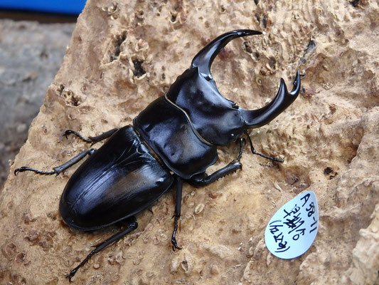 大型血統~ 川西産オオクワガタ♂81.9㎜♀54.0㎜ペア 越冬新成虫