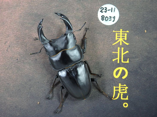 ✰過去記事（2017-4/17～）※ - 東北の虎.大型.美形