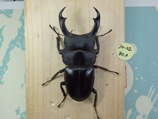 オオクワガタ 標本 死虫 能勢YG血統 脅威の88.8ミリ！