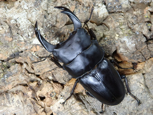 マツノ系統 87ミリ 久留米産オオクワガタ（訳アリ）