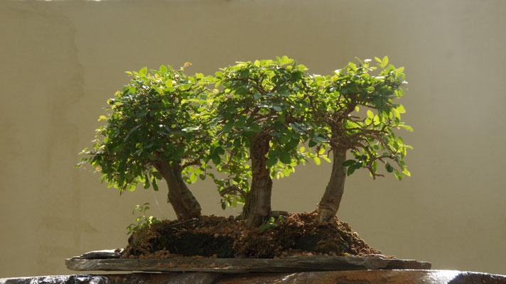 Aktuelles/Bonsai aus unserem Sortiment - bonsai-wiens Jimdo-Page!