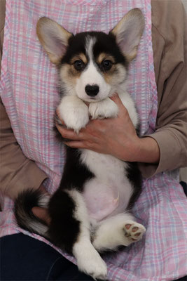 コーギー ブリーダー ワイズワンコーギーズ 関東で良質な子犬を販売