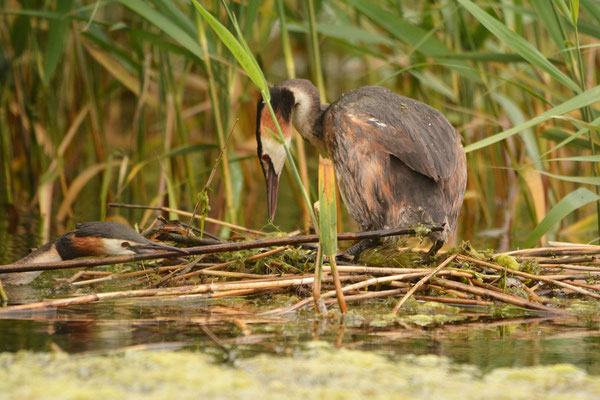 Vor lauter Nestbau nicht zu sehen - 5.07.2019