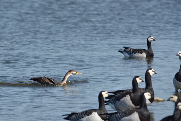 Rendevouz ... mit einem Kormoran