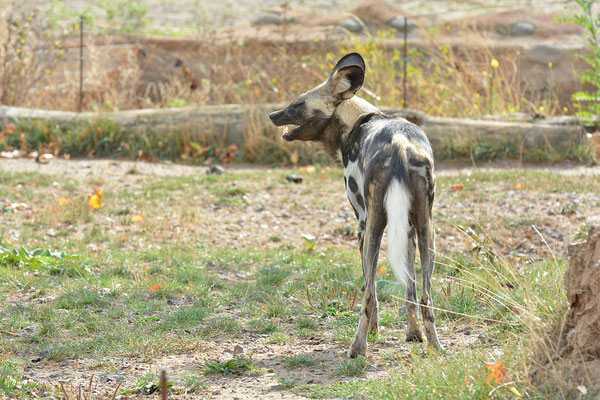 Afrikanischer Wildhund