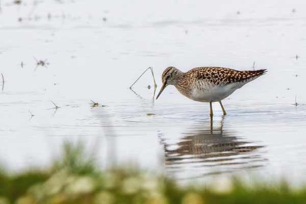 Bruchwasserläufer
