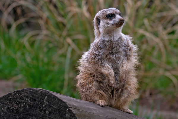 Erdmännchen