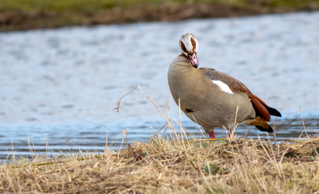 Nilgans