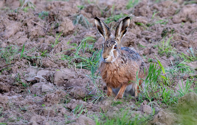 Hase