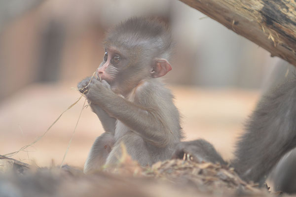 Junger Mandrill