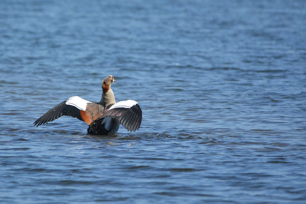 Nilgans