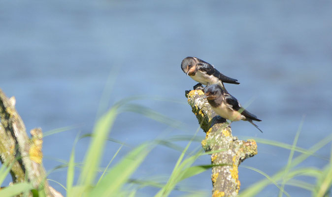 Ufer- und Rauchschwalbe