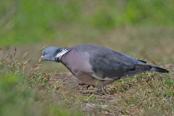 Ringeltaube