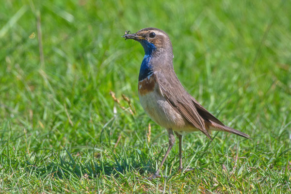 Blaukehlchen