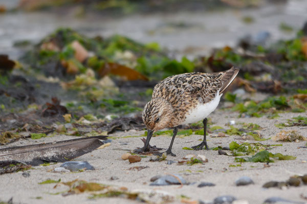 Sanderling