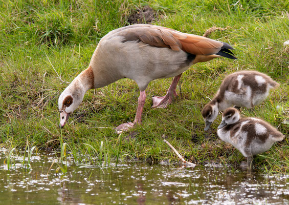 Nilgans