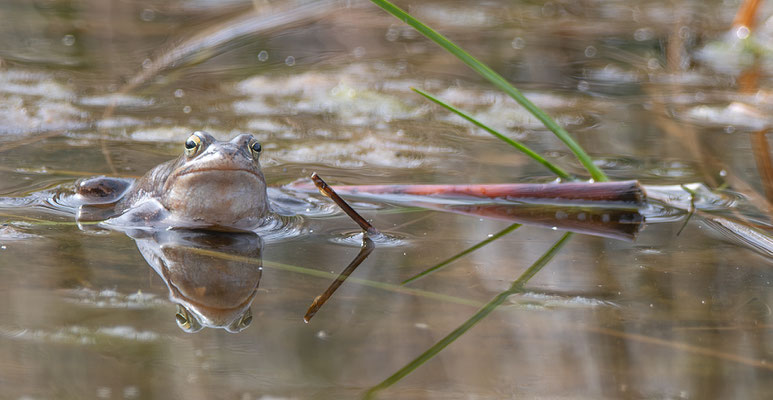 Moorfrosch