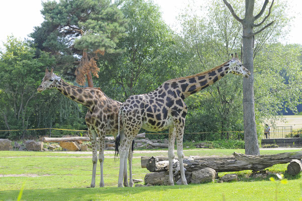 Rothschildgiraffe