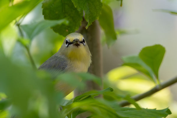 Berg- (Kikuyu) Brillenvogel