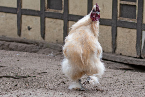 Seidenhuhn