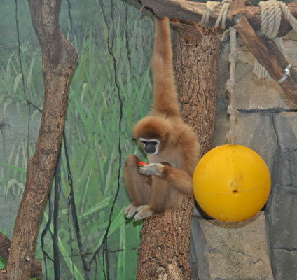 Weißhandgibbon