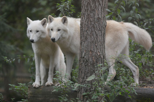 Inuk und Nitika