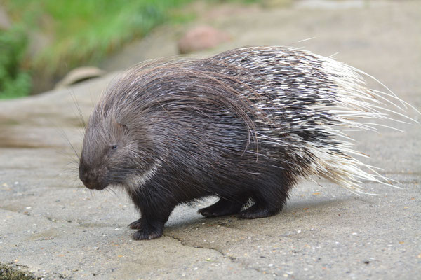 Stachelschwein