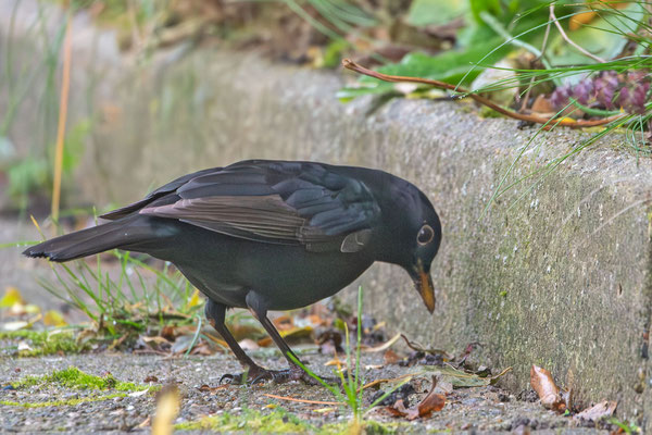 Amsel