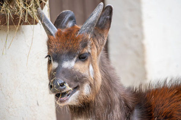 Sitatunga, auch Wasserkudu oder Sumpfantilope