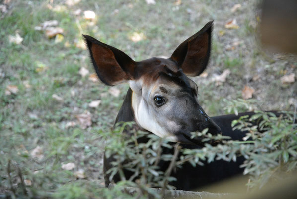 Okapi