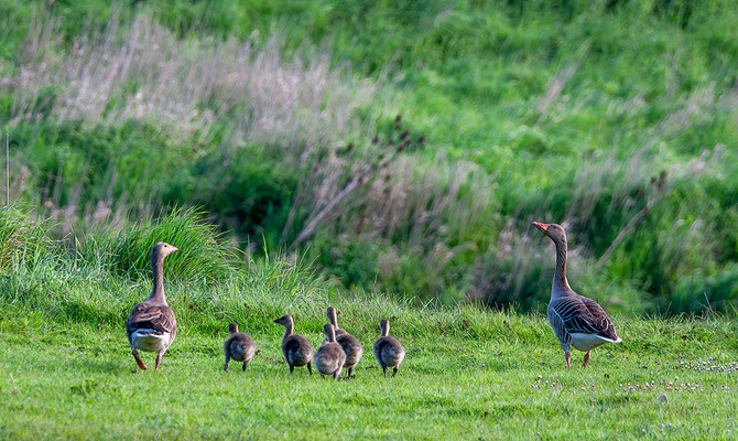 Graugansfamilie