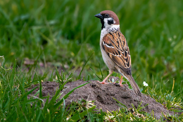 Feldsperling
