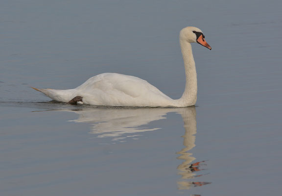 Höckerschwan