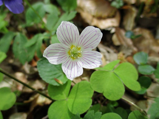 Unsere Blume des Tages "Wald-Sauerklee" Sie wurde früher als Salatgewürz benutzt.