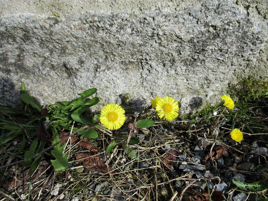 Die Burgblume des Tages Huflattich