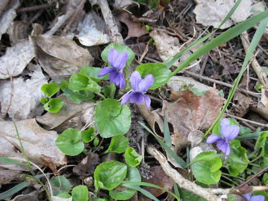 Zum Abschluß der Reise, die letzte Blume des Tages. Ein Veilchen